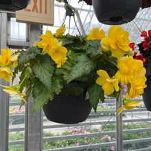 Load image into Gallery viewer, 10” Begonia Hanger
