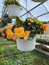 Load image into Gallery viewer, 10” Begonia Hanger
