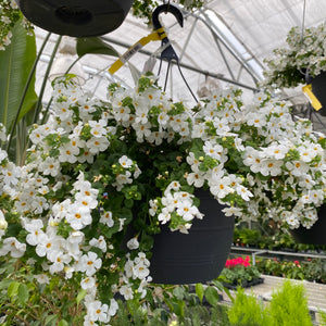 10" Bacopa Hanging Basket - Compact White
