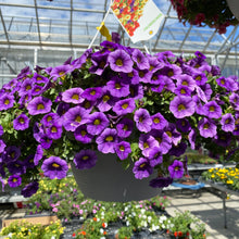Load image into Gallery viewer, 10” Calibrachoa Hanger