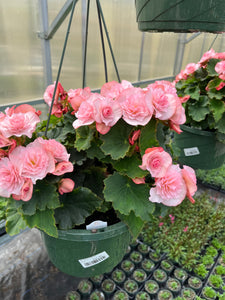 10” Begonia Hanger