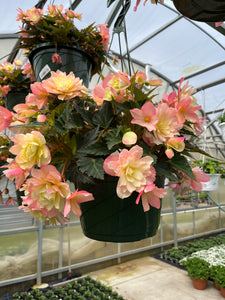 10” Begonia Hanger