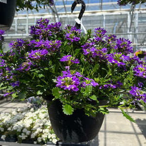 10" Scaevola Hanging Basket