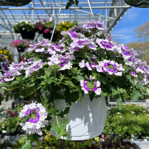 10” Verbena Hanging Basket