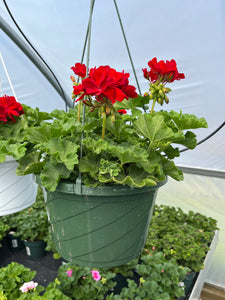 10” Geranium Hanger