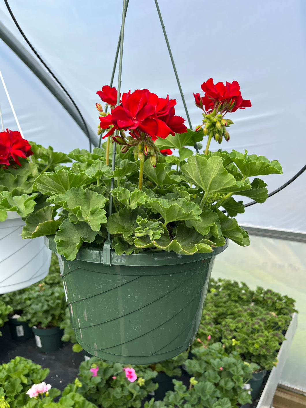 10” Geranium Hanger