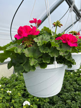 Load image into Gallery viewer, 10” Geranium Hanger
