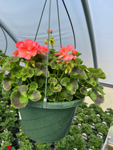 Load image into Gallery viewer, 10” Geranium Hanger
