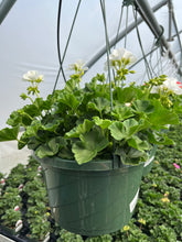 Load image into Gallery viewer, 10” Geranium Hanger
