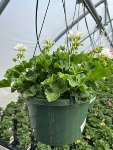 10” Geranium Hanger