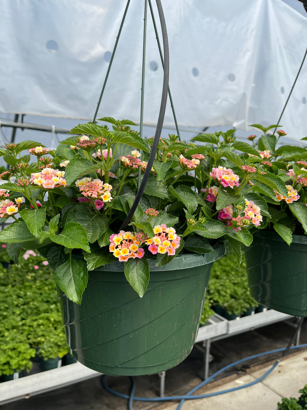 10” Lantana Hanger