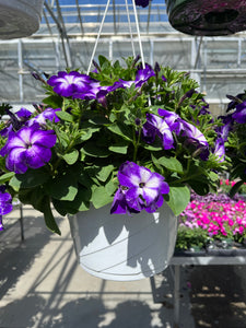 10" Petunia Premium Hanging Basket