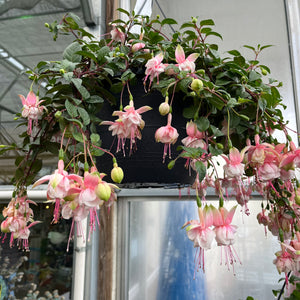 10" Fucshia Hanging Basket