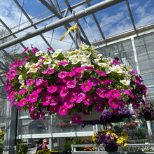 Load image into Gallery viewer, 10” Calibrachoa Hanger

