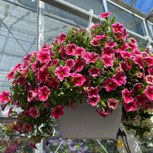 Load image into Gallery viewer, 10” Calibrachoa Hanger
