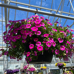 10” Calibrachoa Hanger