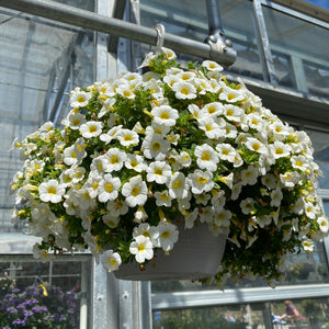 10” Calibrachoa Hanger