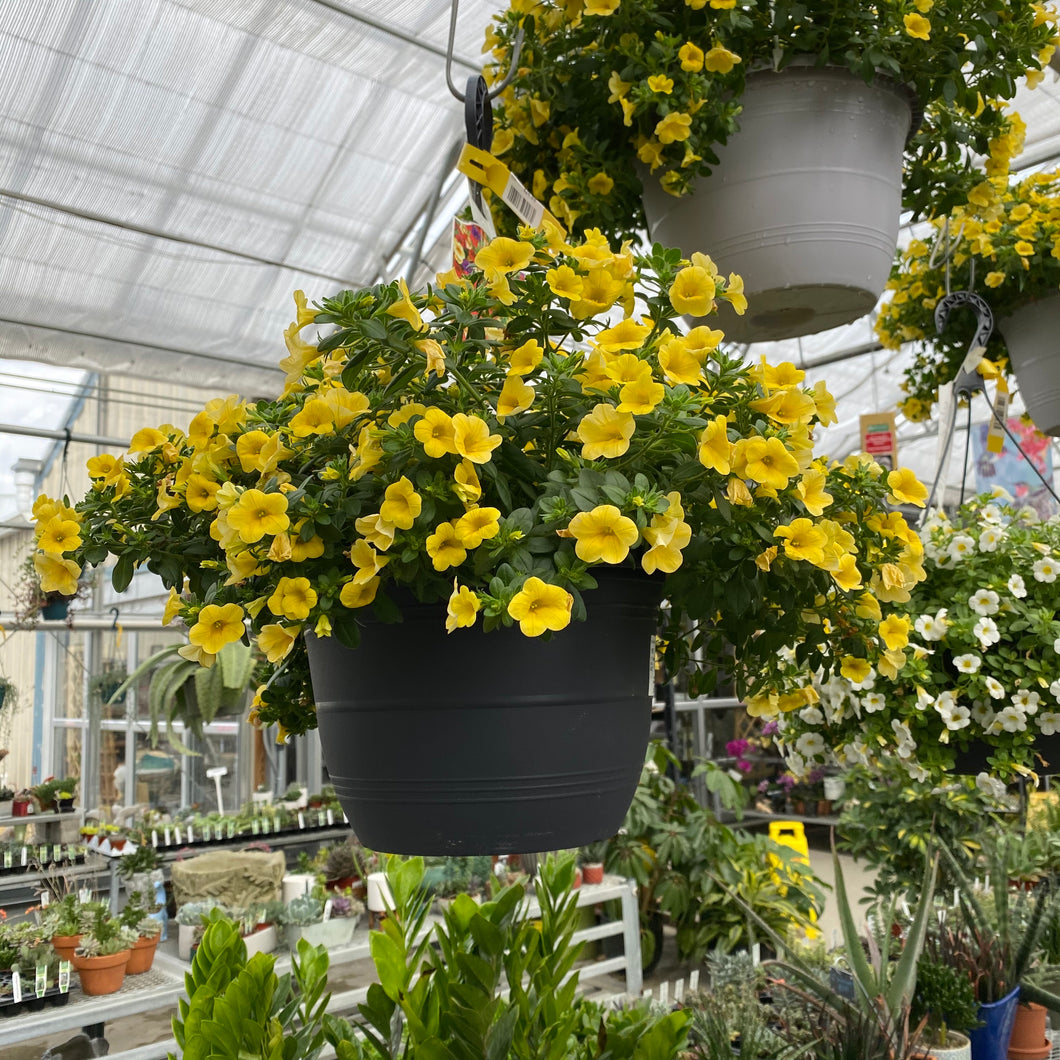 10” Calibrachoa Hanger